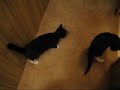 drunk-animals.html