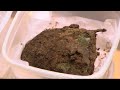 Norwegian Viking Age Grave Find