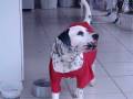 Cão de Guarda