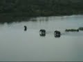 Elephant chases Hippo out of River Elephant chases Hippo out of River