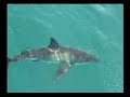 Gansbaai Shark Cage Diving