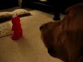 Charlie is terrified of the evil Tickle Me Elmo part 1