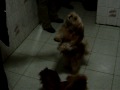 MIS DOS PERRITOS EL DULCE Y LA COMO TU JAJA BAILANDO POR COMIDA