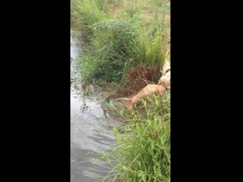 This is harper taking a little swim for the first time