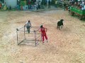 Fiestas Montealegre del Castillo 2008