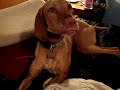 Vicks Vizsla