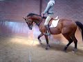 Achmea (v. Mermus R x Nimmerdor)