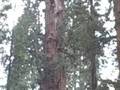 General Sherman Tree