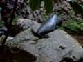 Seal-creche-at-Kaiko