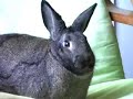 Richard Gere Kissing Shilpa Shetty Commentary (by rabbits) Richard Gere Kissing Shilpa Shetty Commentary (by rabbits)