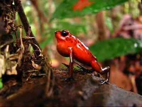 YouTube Preview Image