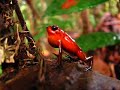 Strawberry Poison Dart Frog Calling in Costa Rica
