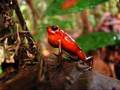 Strawberry poison dart frog (Dendrobates pumilio) calling in Costa Rica