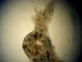 Amoeba Meal by Enrique Aniceto