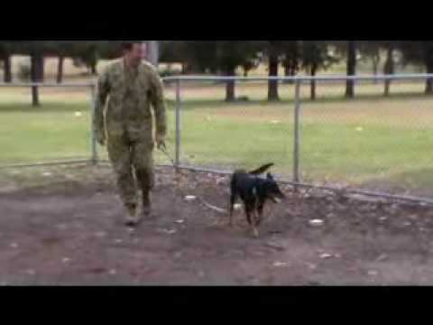 how to train kelpie dog