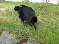 こんなにかわいいカラスもいます