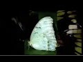 Flying Flowers - the beauty of the butterfly