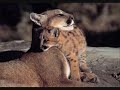 Mother Cougar versus Male Grizzly Bear account 1.