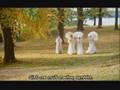 videos de Cries and Whispers