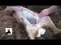 How I Gralloch Deer ( Field dressing / gralloching )