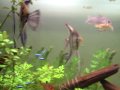 Aquario Plantado