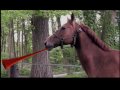 �Vuvuzel' Horse! 