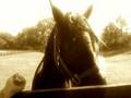 horsey feedin time