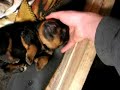 Rottweiler puppy