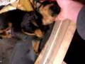 Rottweiler puppies 