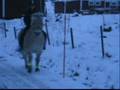 HÄSTAR ÄR LIVET