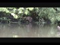 Muskrat Bathing and Marking Territory - Kayak footage