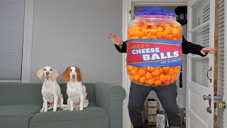 Giant Cheese Balls vs Funny Dogs Prank: Funny Dogs Maymo, Potpie, Penny & Cute Puppy Dog Indie by Maymo