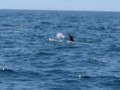 Delfines en Tongoy Chile- Dolphins in the chilean coast