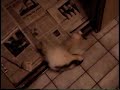 Baby skunks
