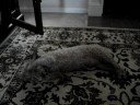 Teddy Carpet Dance