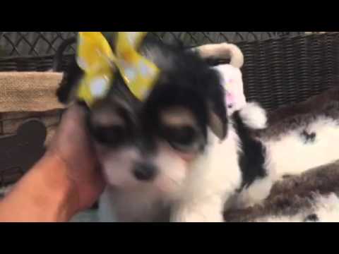 Sweet morkie female looking for someone to love