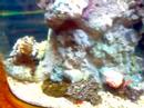 Galaxy Resort Ground Floor Salt Fish tank