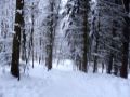 Benther Berg Rodeln 1