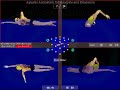 How to swim with a High Elbow Catch/EVF - Total Immersion Israel How to swim with a High Elbow Catch/EVF - Total Immersion Israel