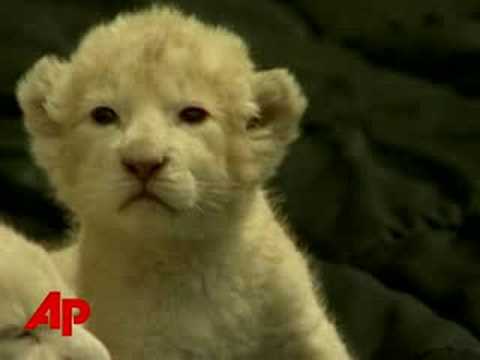 LION LION
