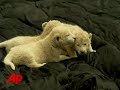raw-video-3-baby-white-lions-debut.html