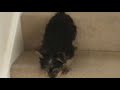 Our yorkshire terrier puppy, poppy at 11 weeks