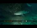 Contrasting shark species at Aliwal Shoal
