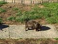 Oct 31 2008 - pups2