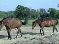 Horses- Scarbrough Fair
