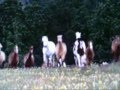 Horses- Scarbrough Fair