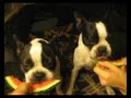 Boston Terriers having dessert.