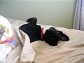 jack-russell-chihuahua-puppy-sleeping-in.html