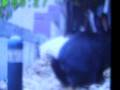 videos de My Rabbit