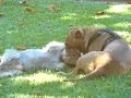 Pit Bull Dogfight